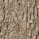 Tree Bark