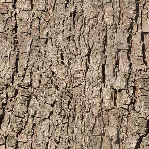 Tree Bark #2 Fabric - ineedfabric.com