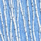 Winter Birch Trees Fabric - Blue - ineedfabric.com